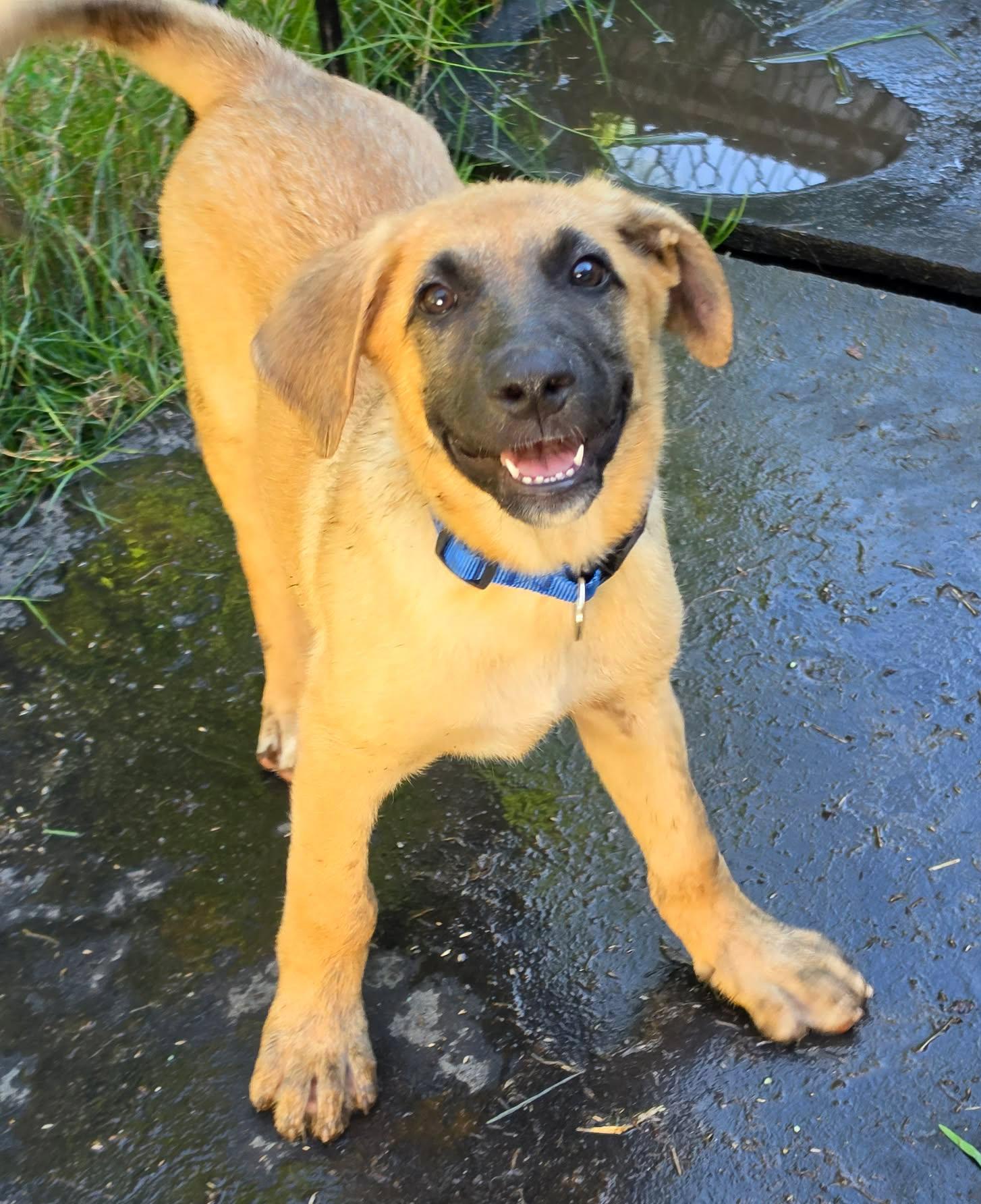 Tahoe (Cali litter), a Adoptable mixed breed in Silvana, WA image 5/6