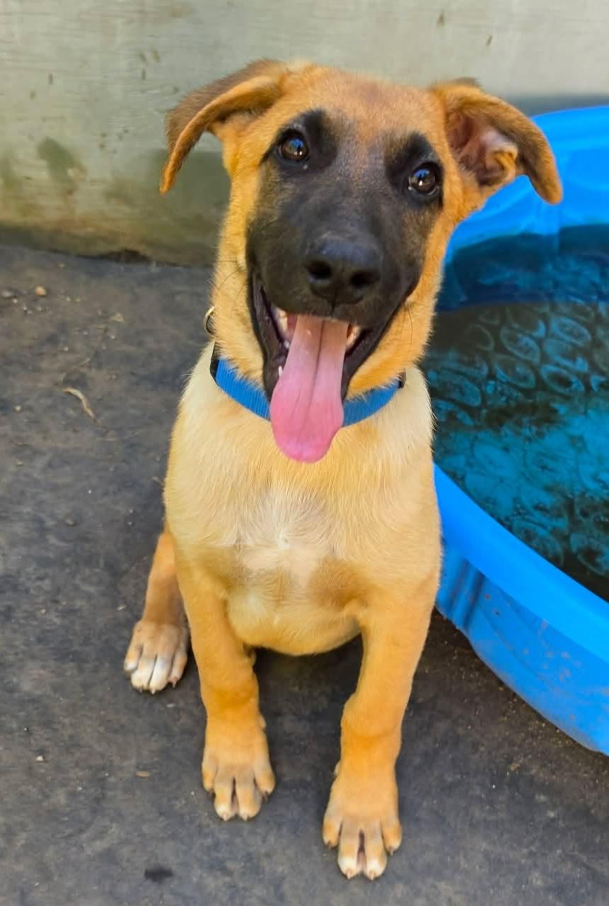 Tahoe (Cali litter), a Adoptable mixed breed in Silvana, WA image 4/6