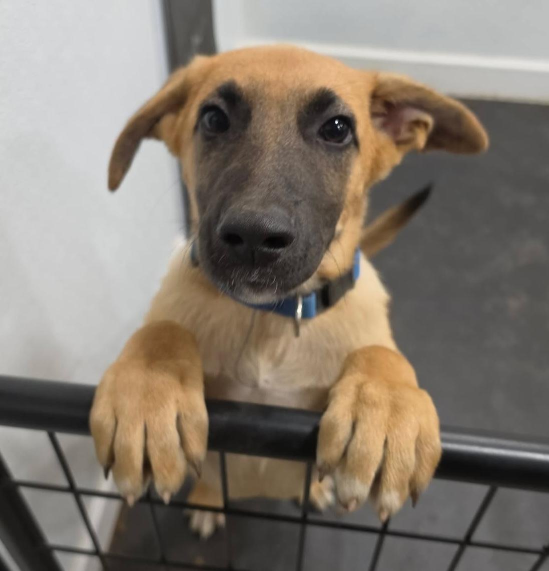 Tahoe (Cali litter), a Adoptable mixed breed in Silvana, WA image 2/6