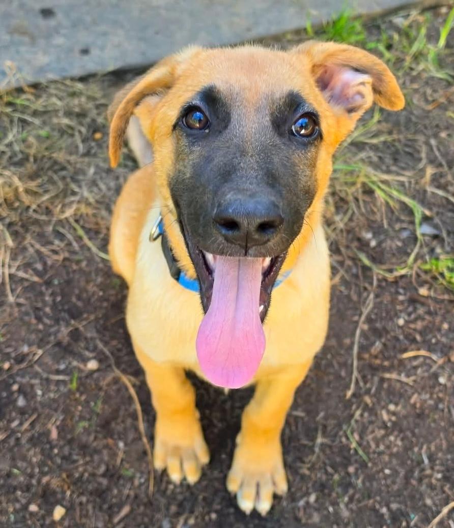 Tahoe (Cali litter), a Adoptable mixed breed in Silvana, WA image 1/6