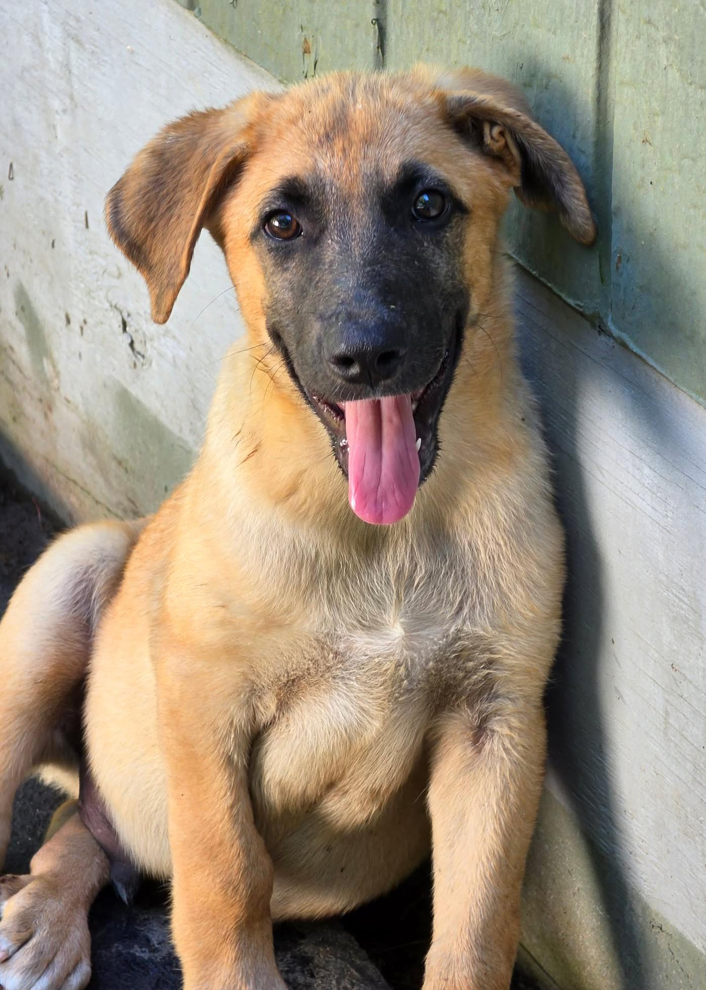 Tahoe (Cali litter), a Adoptable mixed breed in Silvana, WA image 3/6