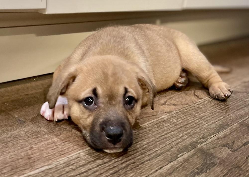 Carly, Adoptable, Puppy Female Shepherd & Pit Bull Terrier.