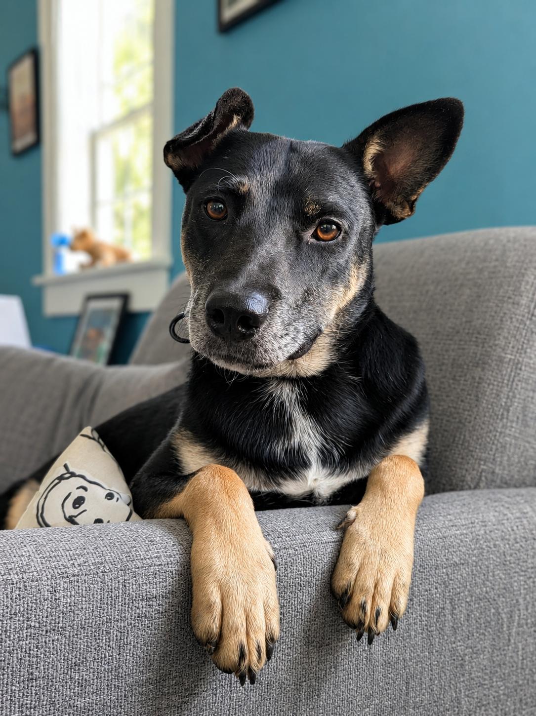 Enlarge Sawyer, a Adoptable mixed breed in Leesburg, AL image 1/6
