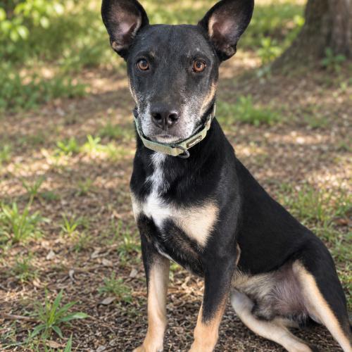 Enlarge Sawyer, a Adoptable mixed breed in Leesburg, AL image 3/6
