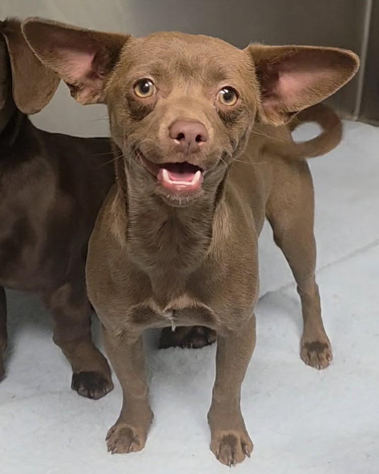Carmella, Adopted, Young Female Chihuahua & Dachshund.