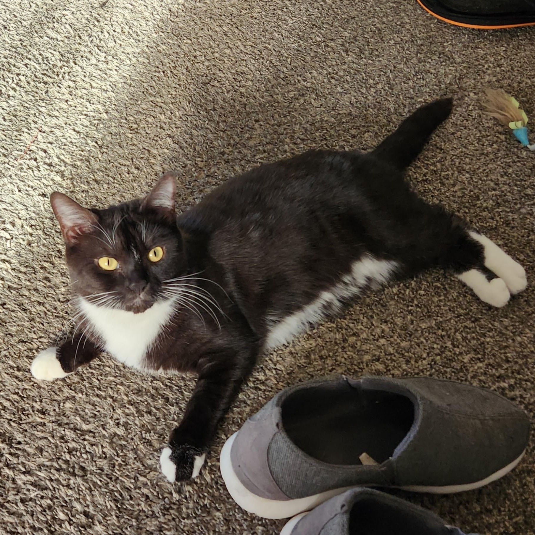 Joanie Bologna (Fees waived, supplies included!), an adoptable Domestic Short Hair in Williston , VT, 05495 | Photo Image 3