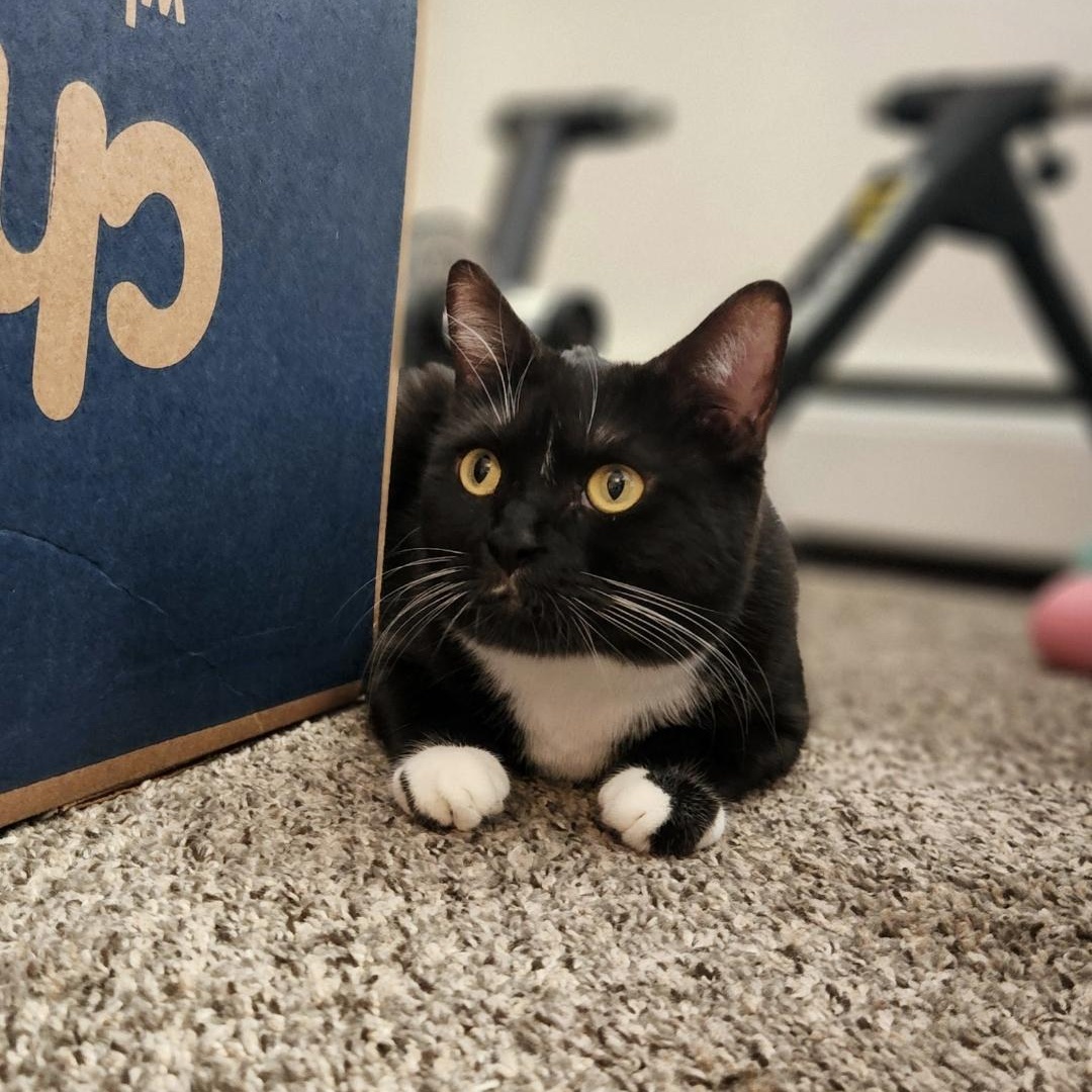 Joanie Bologna (Fees waived, supplies included!), an adoptable Domestic Short Hair in Williston , VT, 05495 | Photo Image 1
