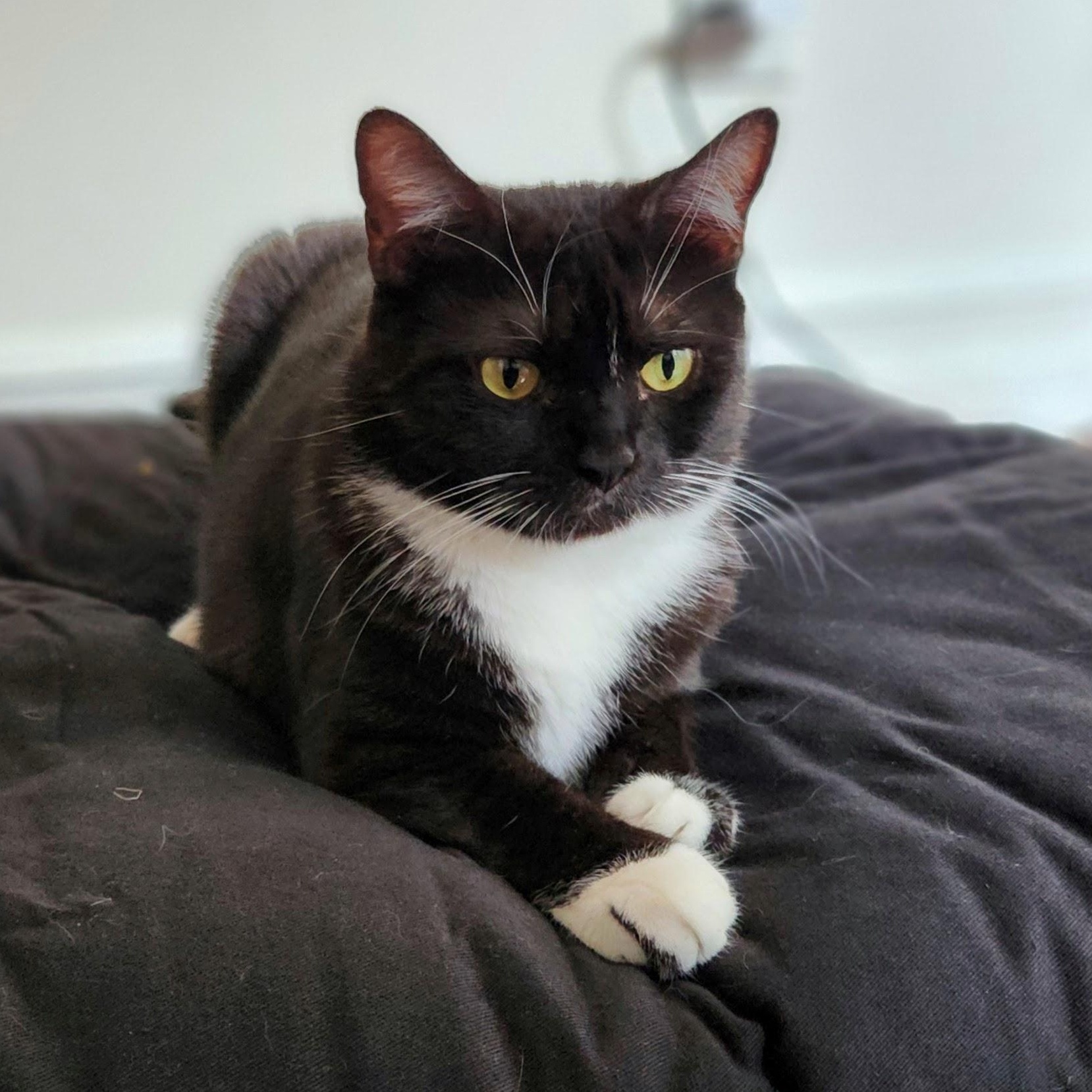 Joanie Bologna (Fees waived, supplies included!), an adoptable Domestic Short Hair in Williston , VT, 05495 | Photo Image 2