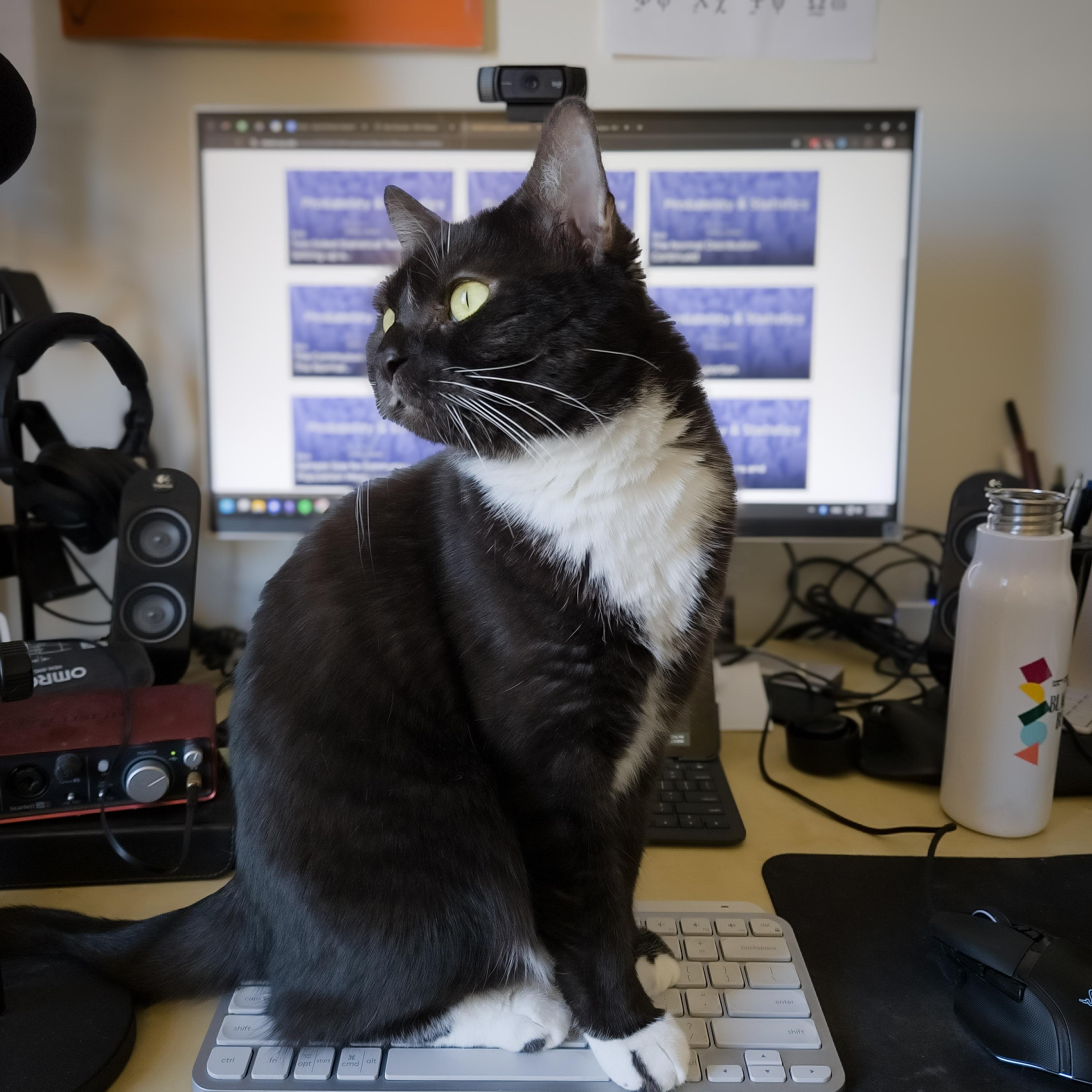 Joanie Bologna (Fees waived, supplies included!), an adoptable Domestic Short Hair in Williston , VT, 05495 | Photo Image 5