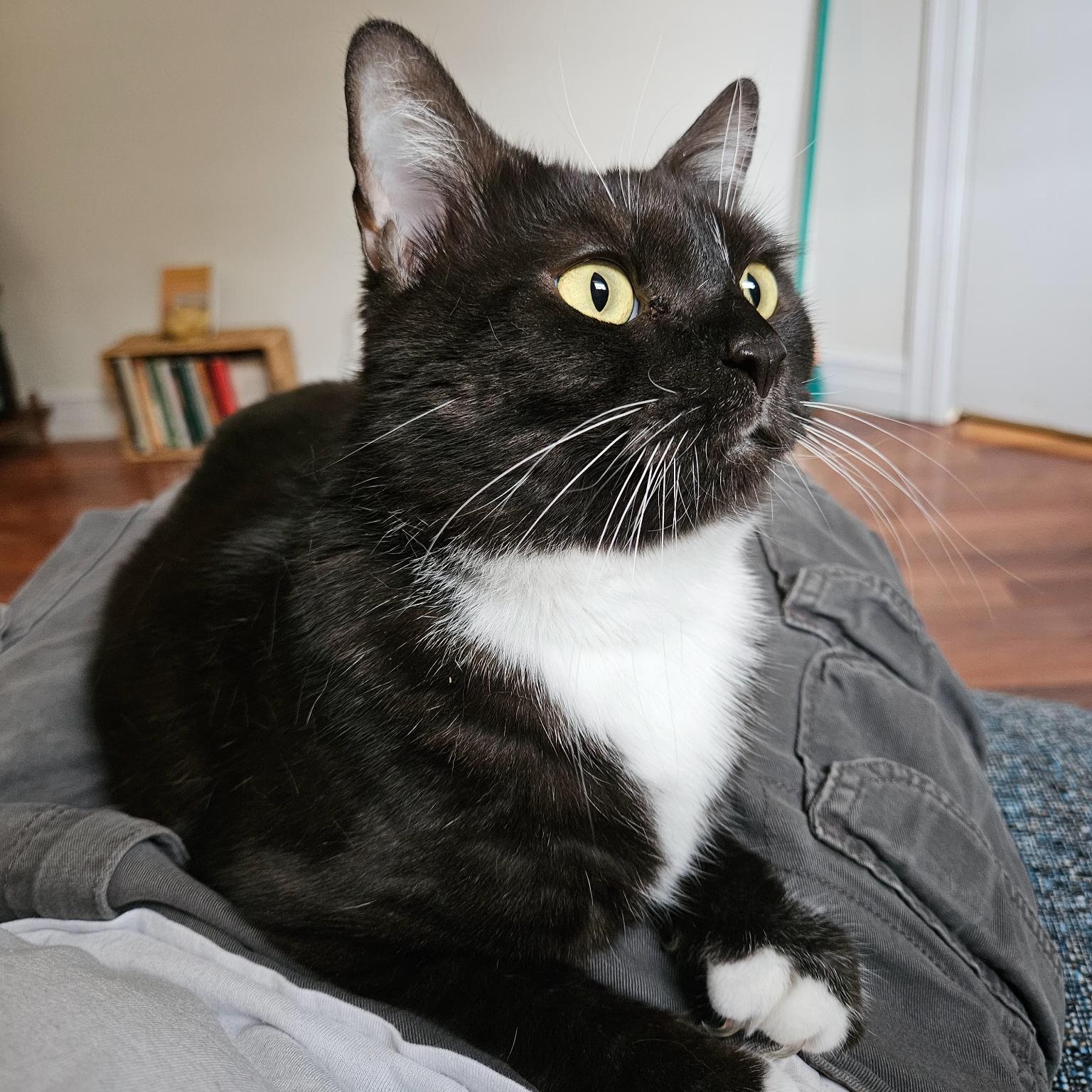 Joanie Bologna (Fees waived, supplies included!), an adoptable Domestic Short Hair in Williston , VT, 05495 | Photo Image 4