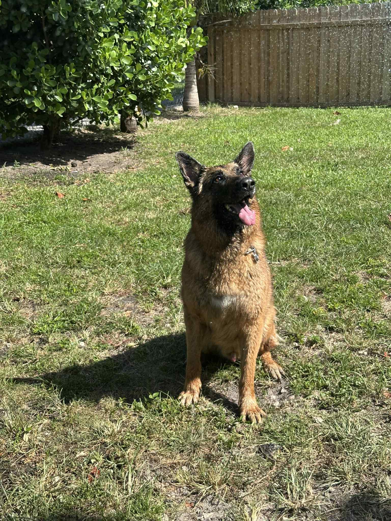 Max 3140, a Adoptable German Shepherd Dog in Pompano Beach, FL image 1/3