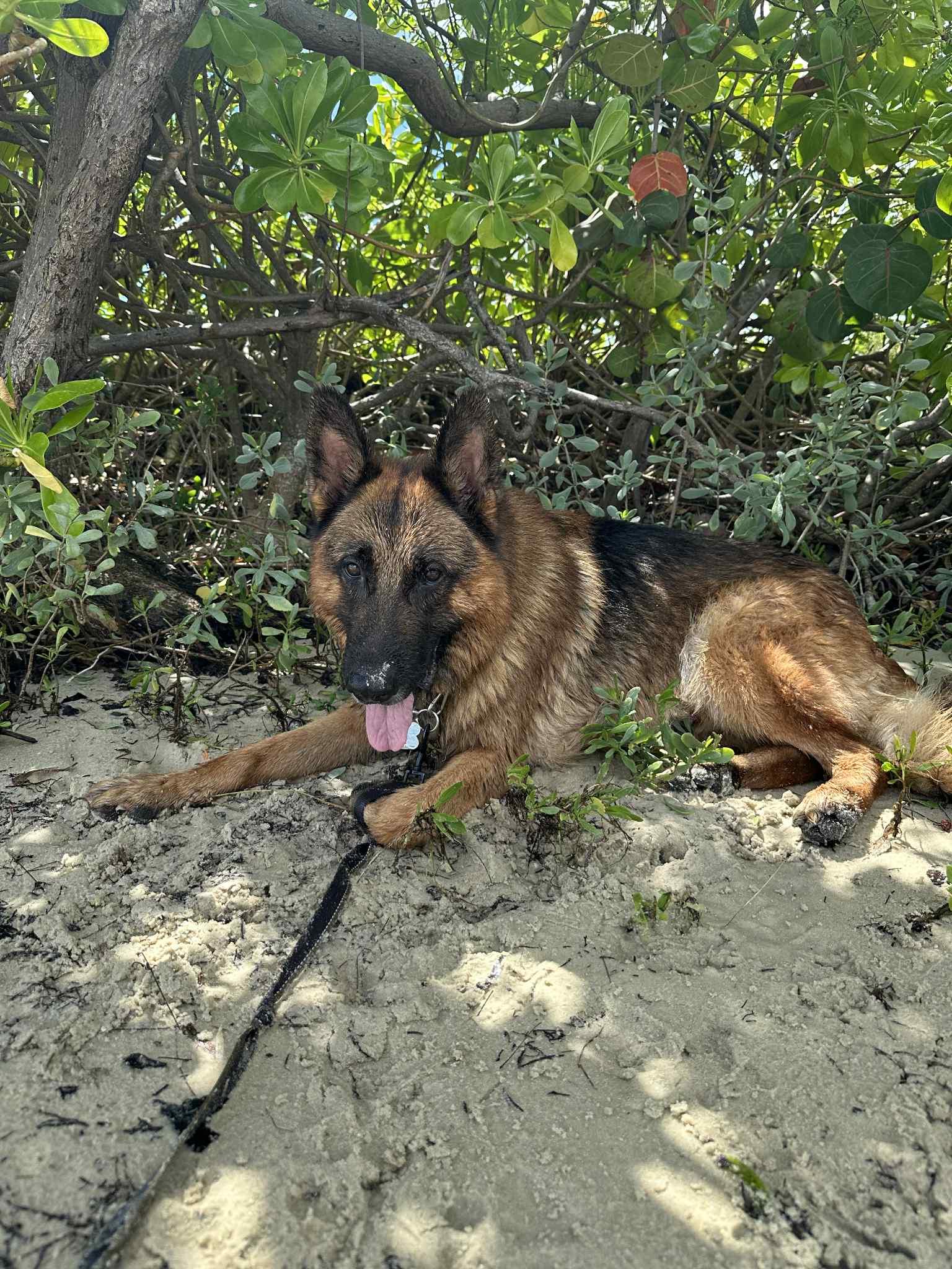 Max 3140, a Adoptable German Shepherd Dog in Pompano Beach, FL image 2/3