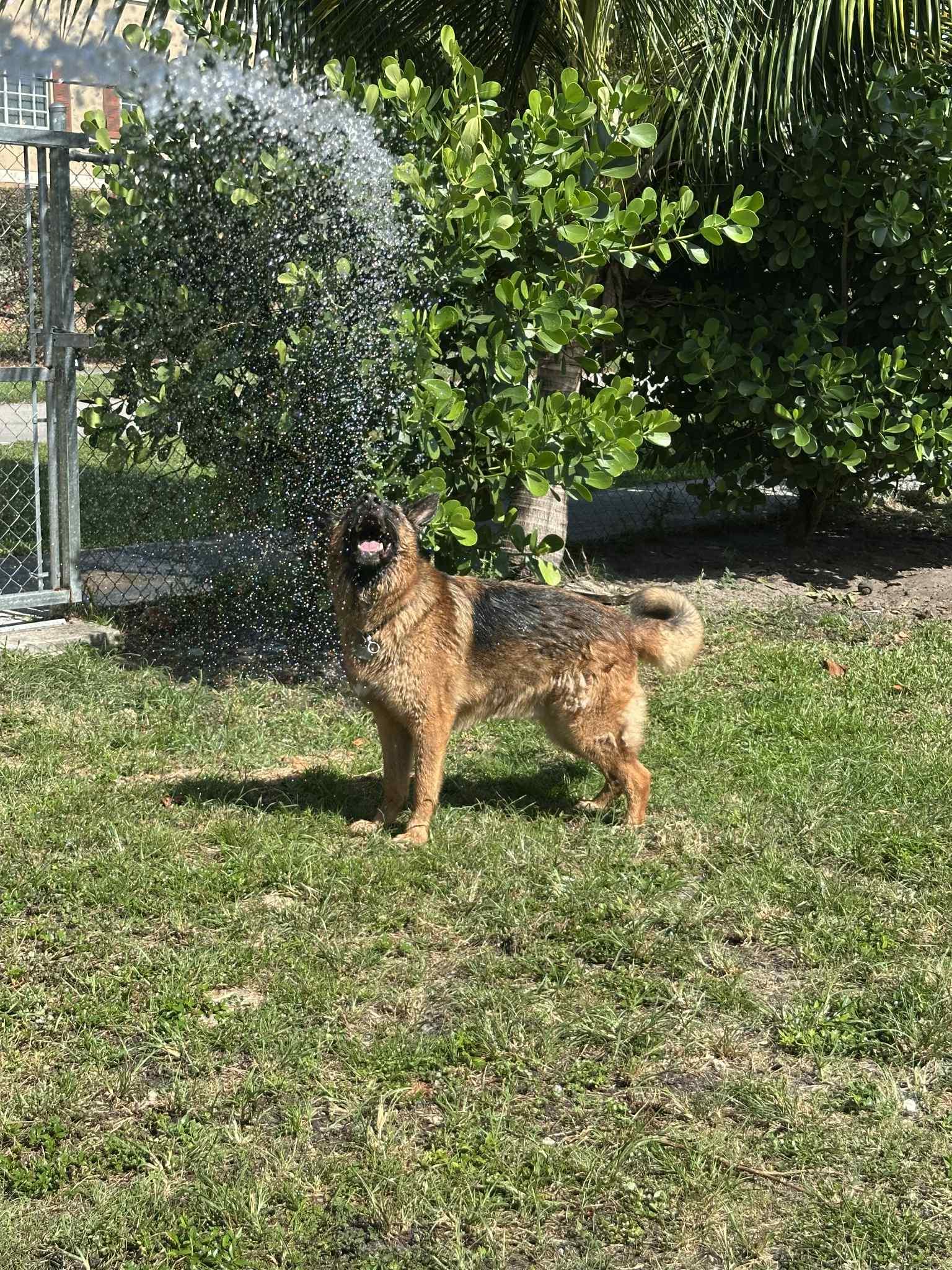 Max 3140, a Adoptable German Shepherd Dog in Pompano Beach, FL image 3/3
