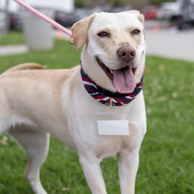 Enlarge Ziany, a Adoptable Labrador Retriever in San Diego, CA image 1/3