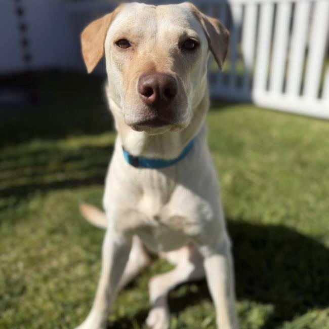 Enlarge Ziany, a Adoptable Labrador Retriever in San Diego, CA image 2/3