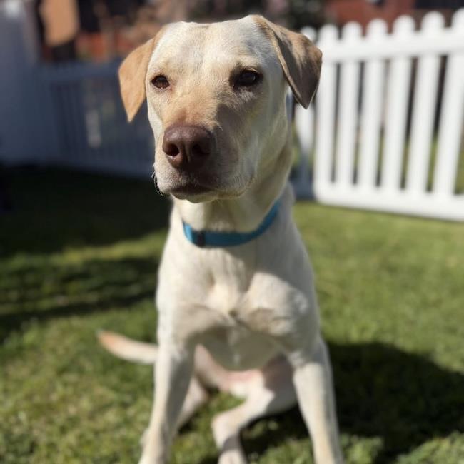 Enlarge Ziany, a Adoptable Labrador Retriever in San Diego, CA image 3/3