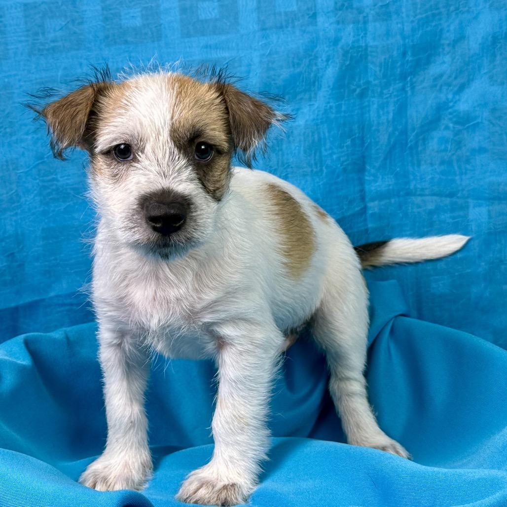 Enlarge Aladdin - my mom is 19 lbs and I look like her, a Adopted mixed breed in Austin, TX image 3/5