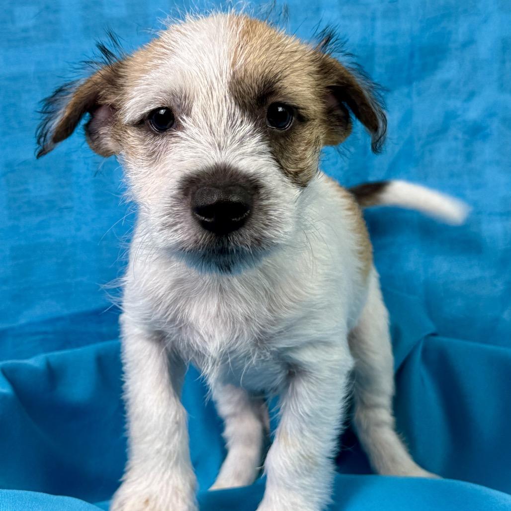 Enlarge Aladdin - my mom is 19 lbs and I look like her, a Adopted mixed breed in Austin, TX image 4/5