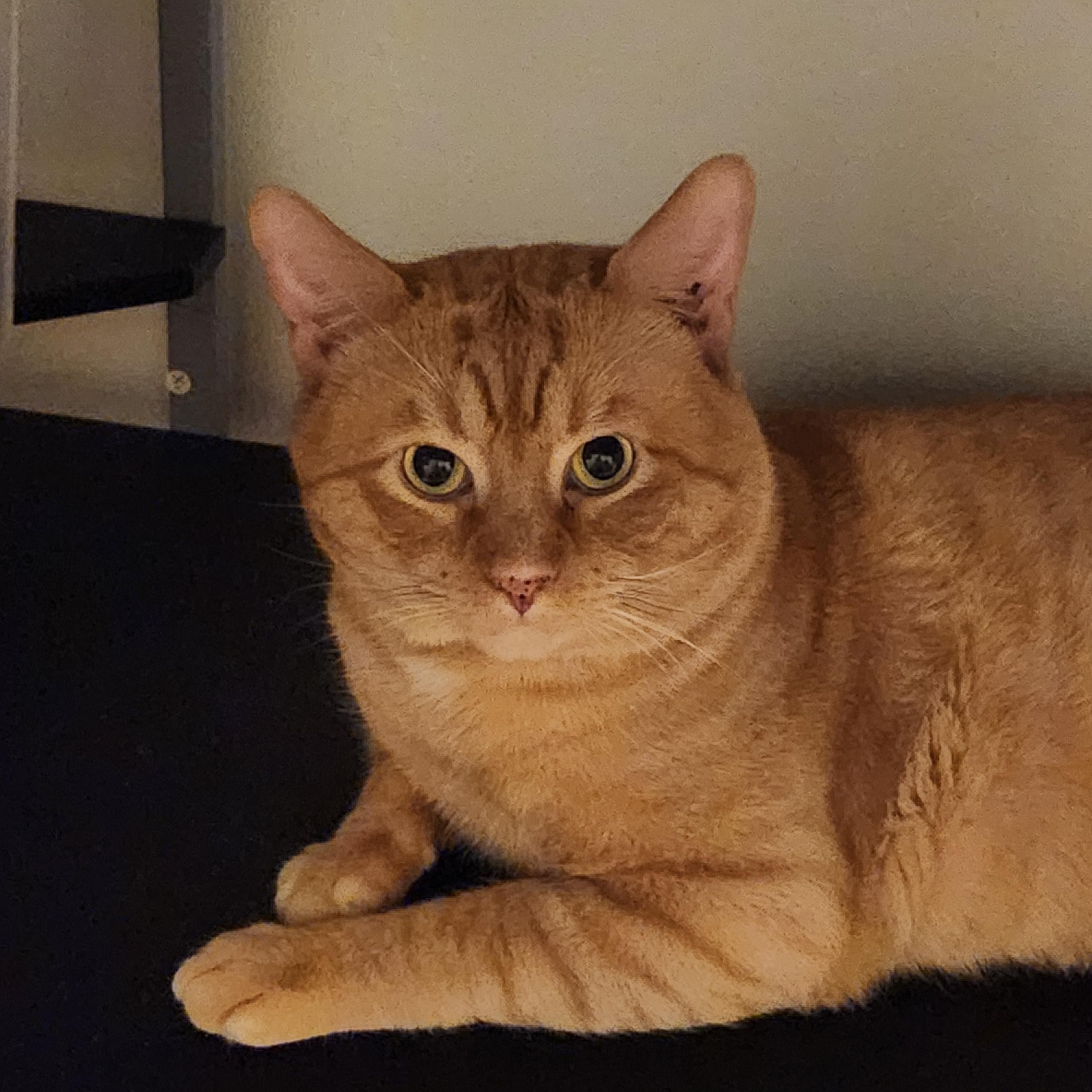 Enlarge Bruno, an adopted American Shorthair in Union City, NJ image 1/6