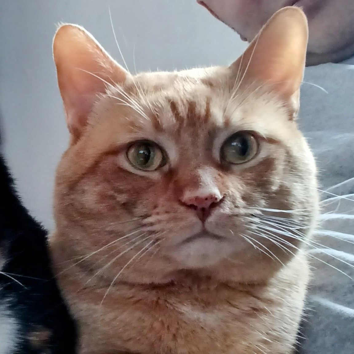 Enlarge Bruno, an adopted American Shorthair in Union City, NJ image 3/6