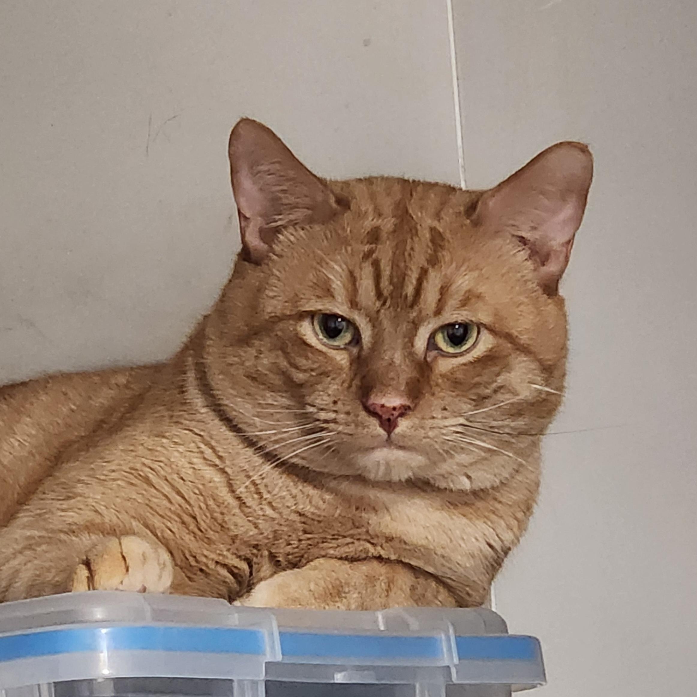 Enlarge Bruno, an adopted American Shorthair in Union City, NJ image 5/6