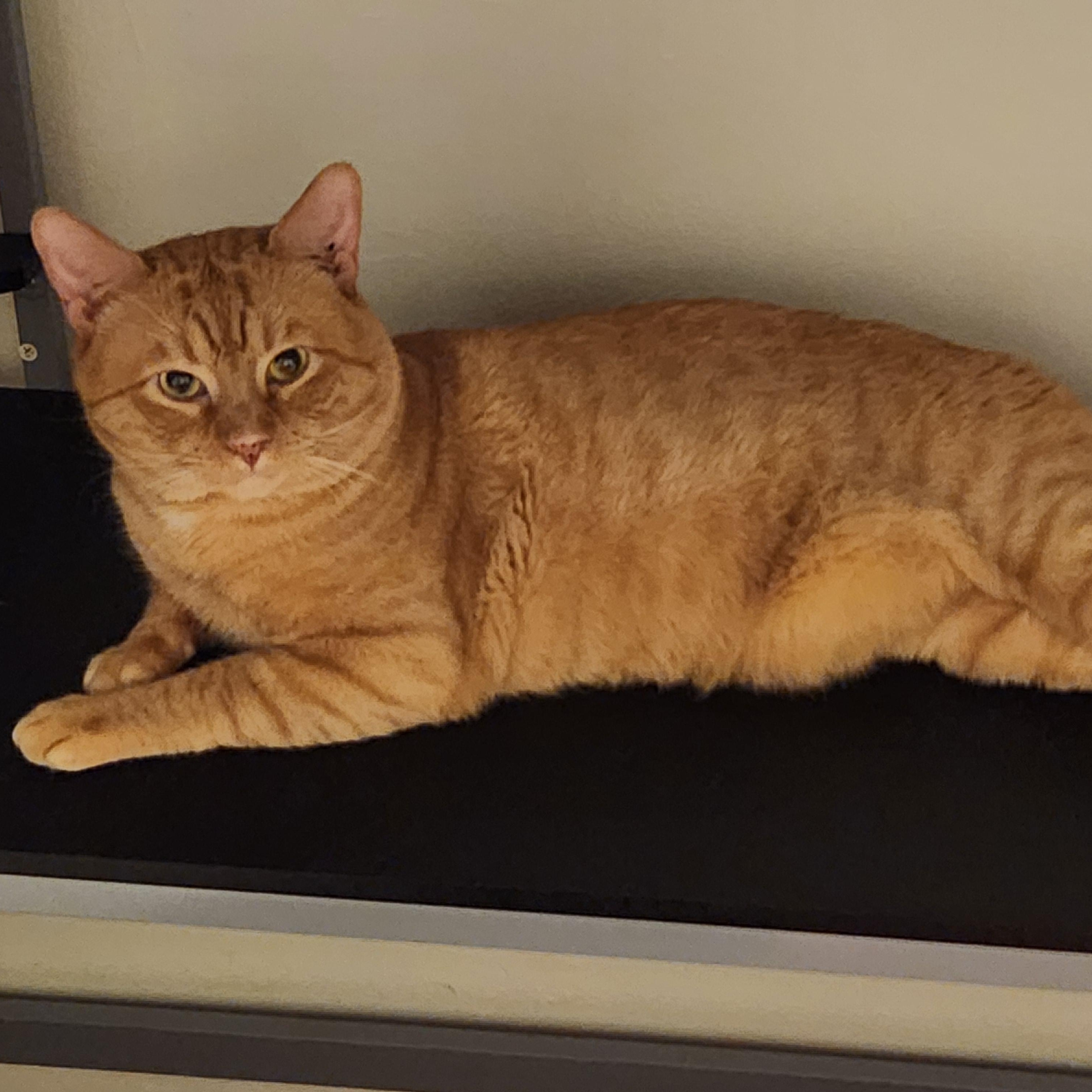 Enlarge Bruno, an adopted American Shorthair in Union City, NJ image 6/6