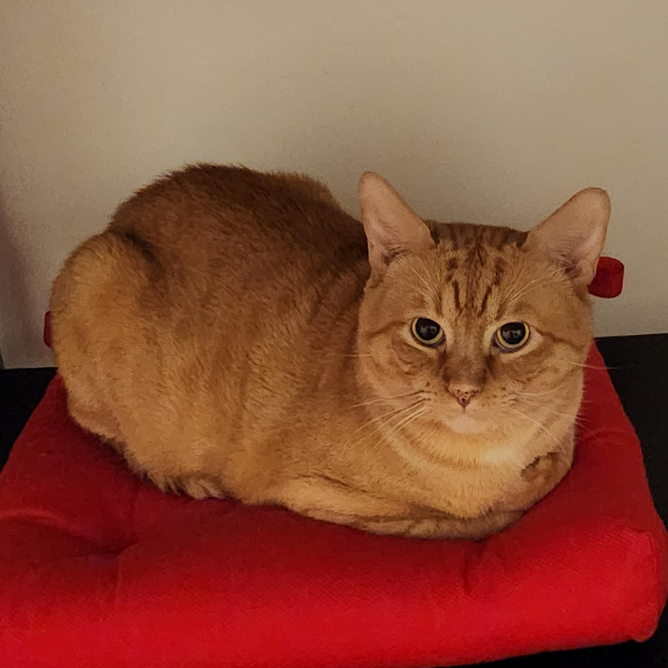 Enlarge Bruno, an adopted American Shorthair in Union City, NJ image 2/6