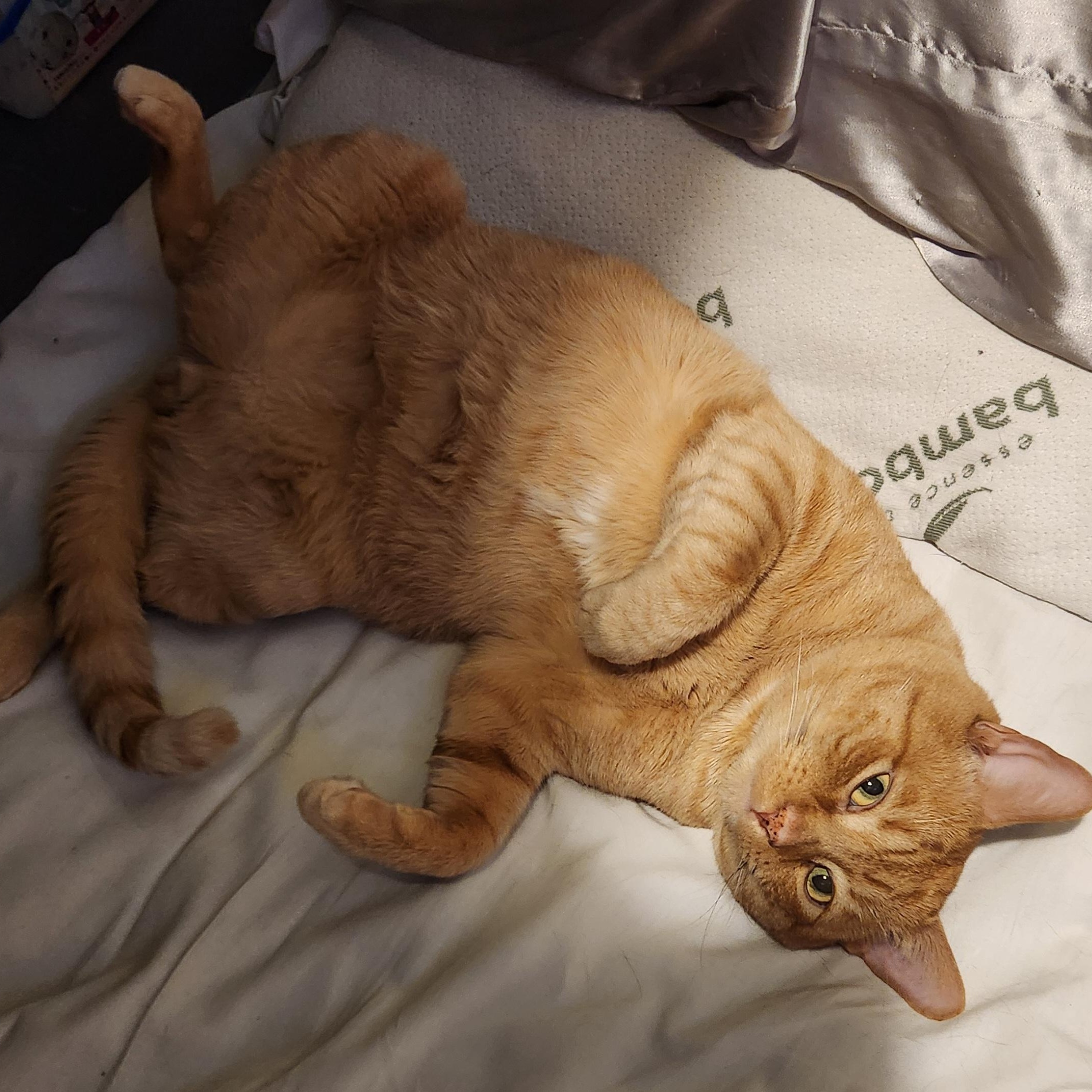 Enlarge Bruno, an adopted American Shorthair in Union City, NJ image 4/6