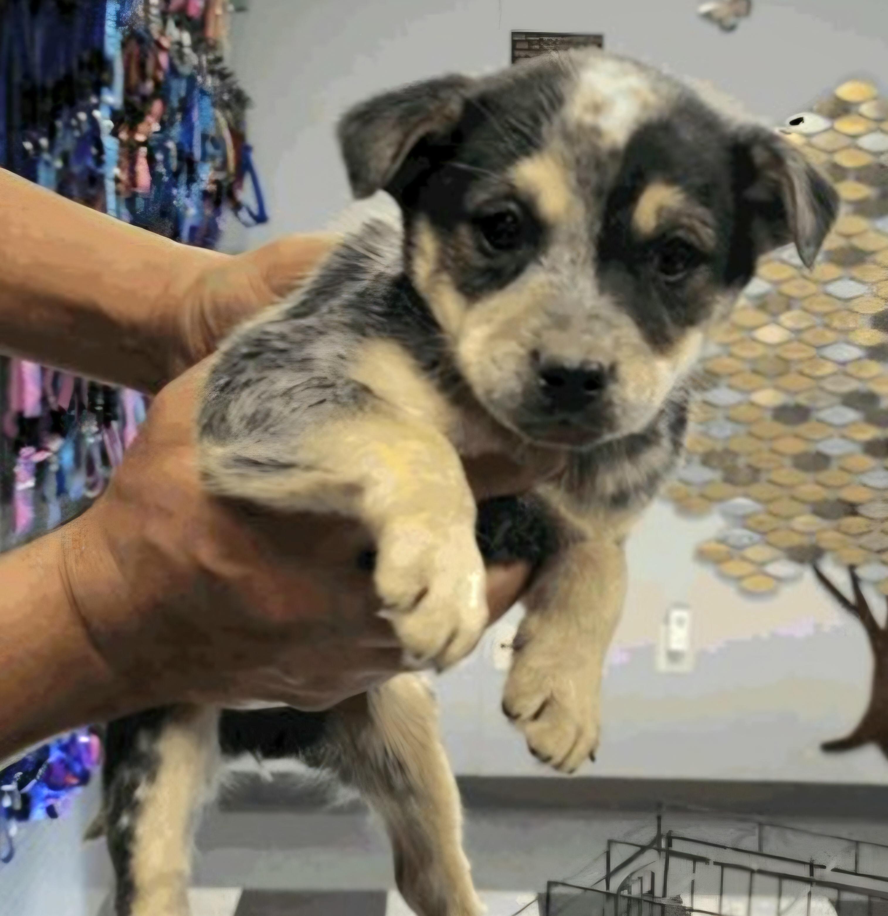 Enlarge NORBURY, a ADOPTABLE mixed breed in Salt Lake City, UT image 1/1