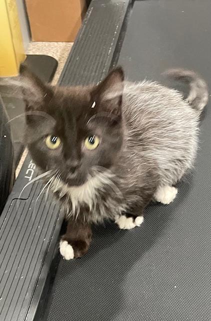 Alonso (The Newest Birds Litter), adopted, Kitten Male Domestic Long Hair.