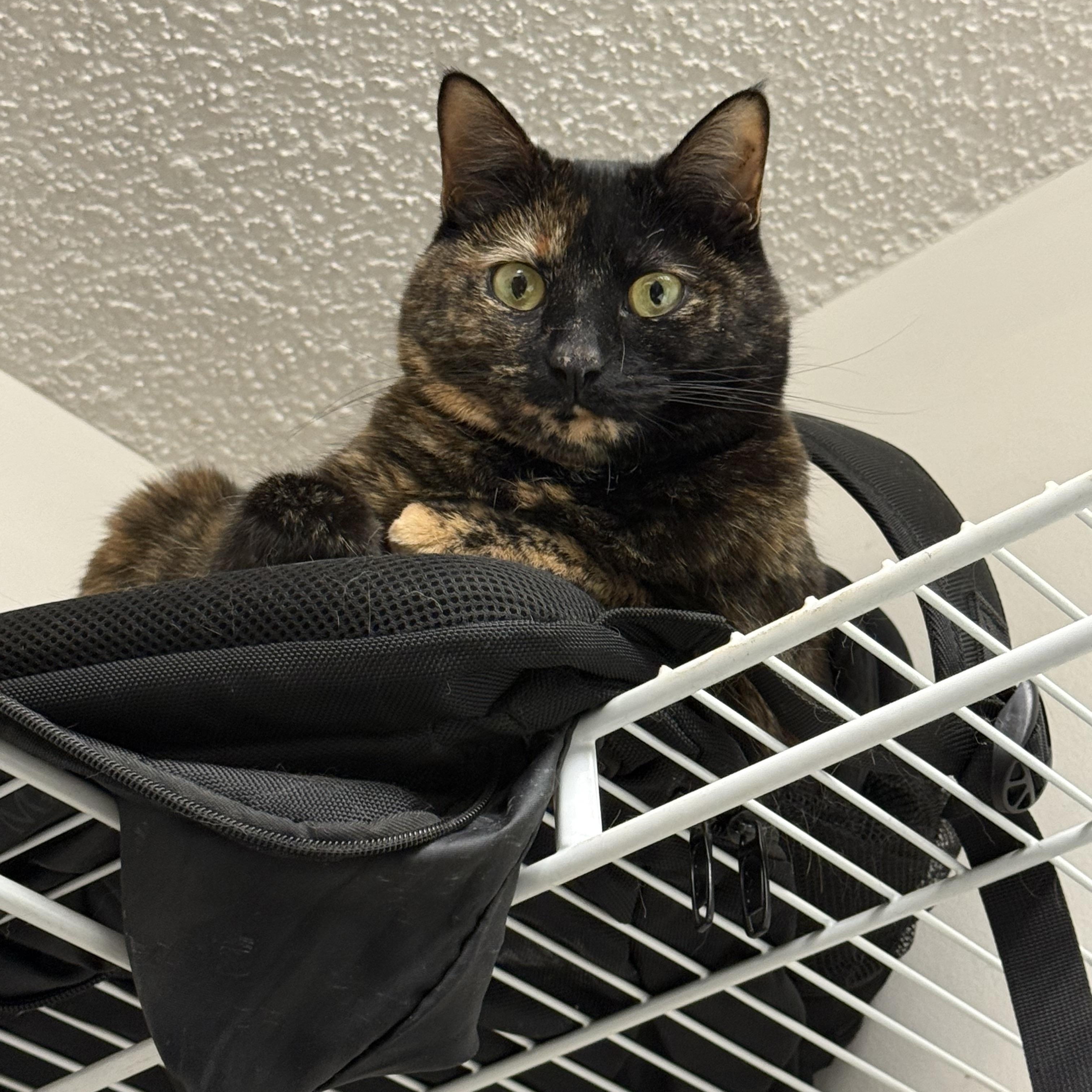 Susie, a Adoptable Tortoiseshell in Charlotte, NC image 2/2