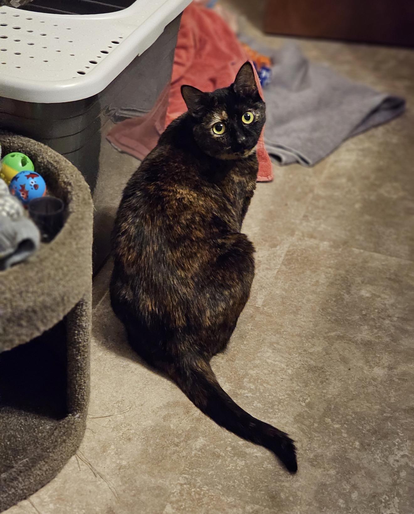 Susie, Adoptable, Adult Female Tortoiseshell.