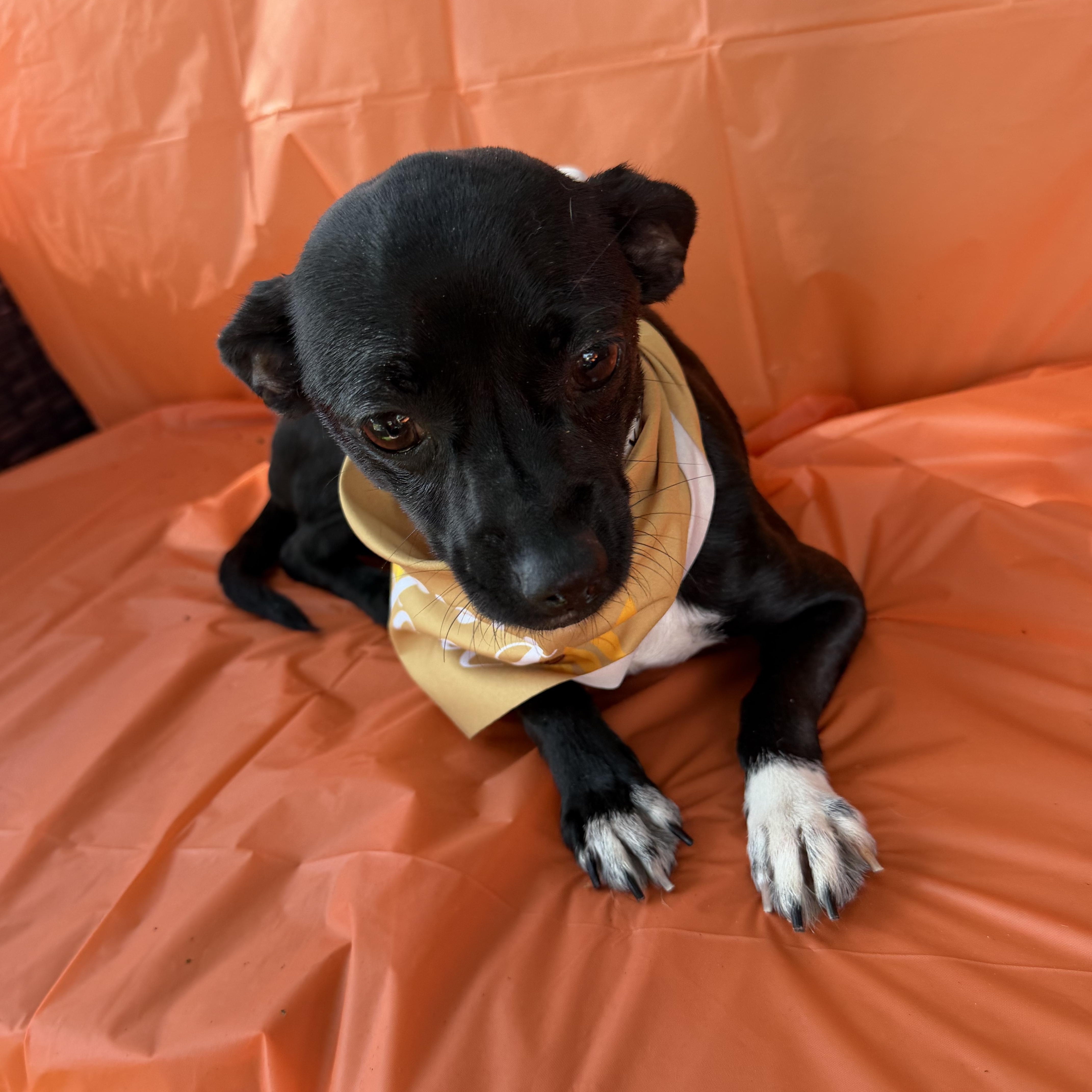 Enlarge Gabriella, a Adopted Chihuahua in Westerly, RI image 1/5