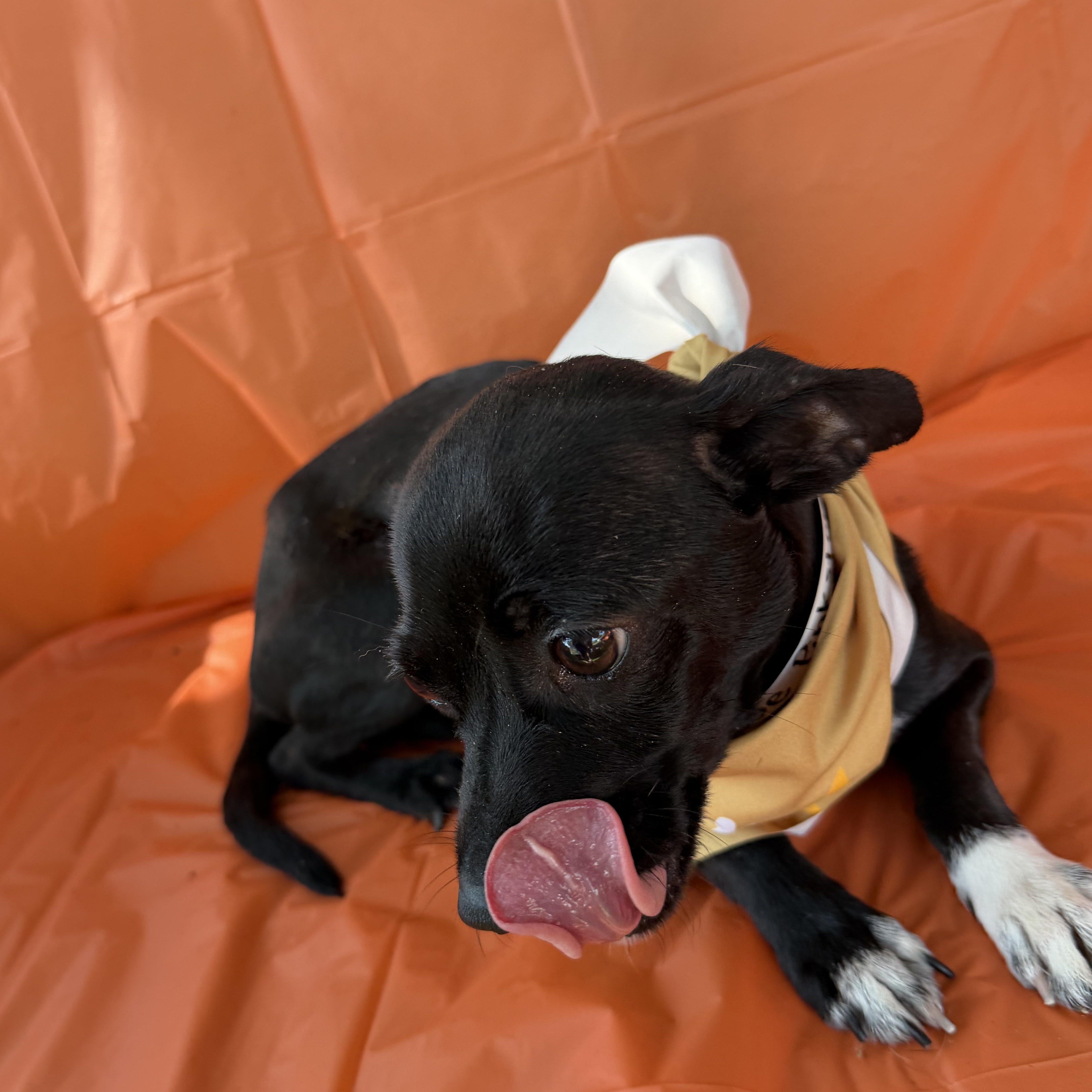 Enlarge Gabriella, a Adopted Chihuahua in Westerly, RI image 2/5