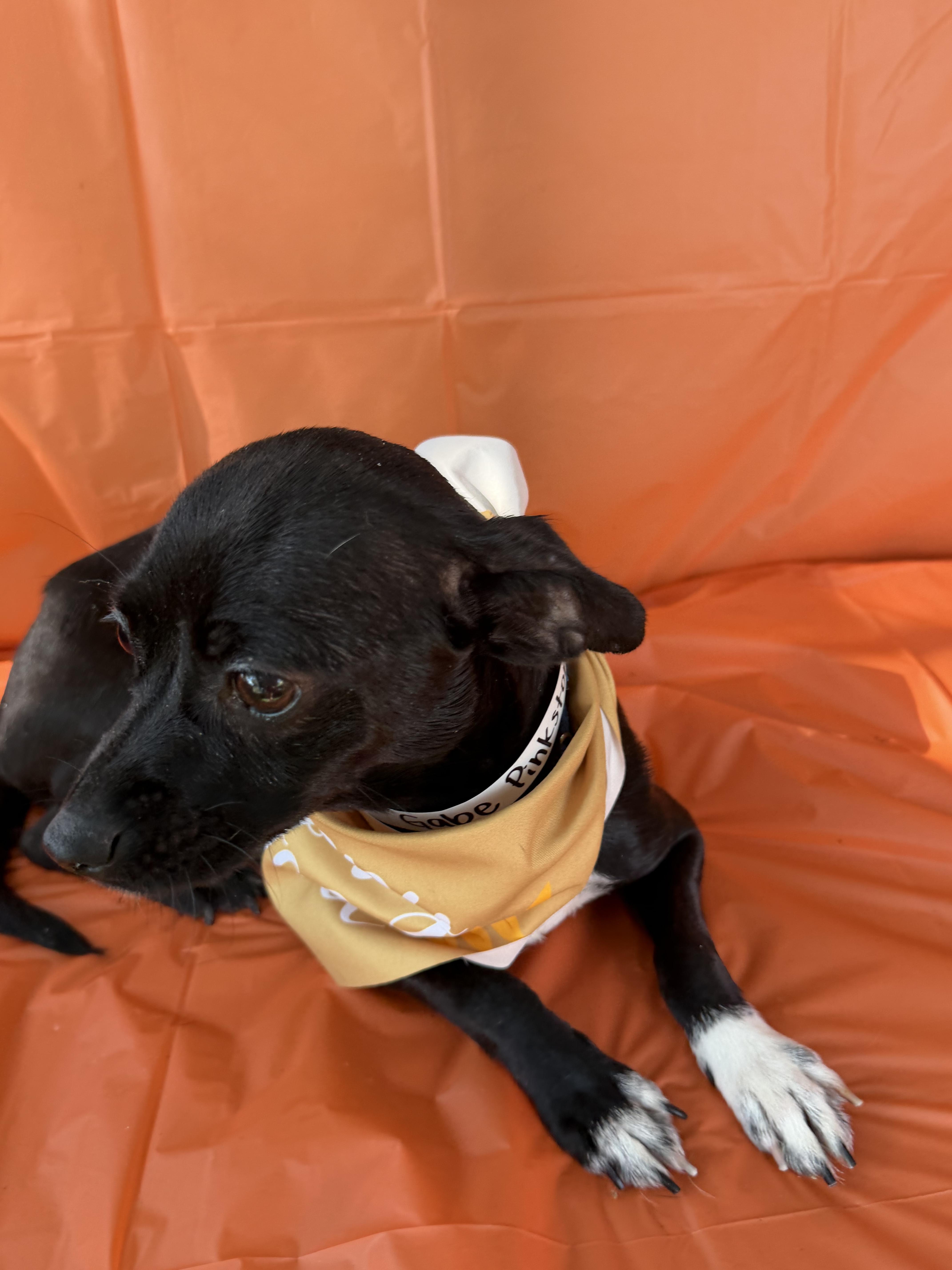 Enlarge Gabriella, a Adopted Chihuahua in Westerly, RI image 4/5