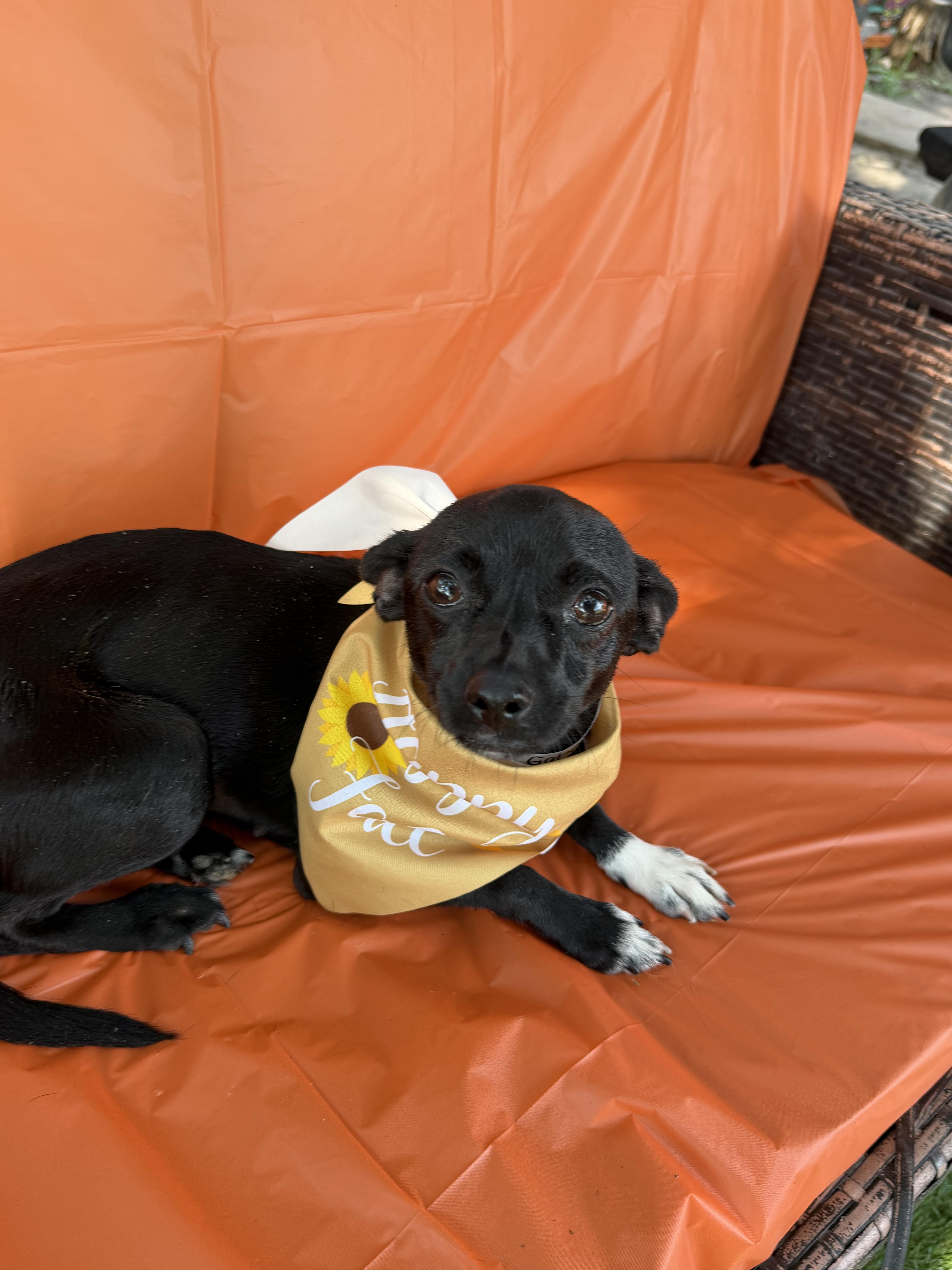 Enlarge Gabriella, a Adopted Chihuahua in Westerly, RI image 5/5