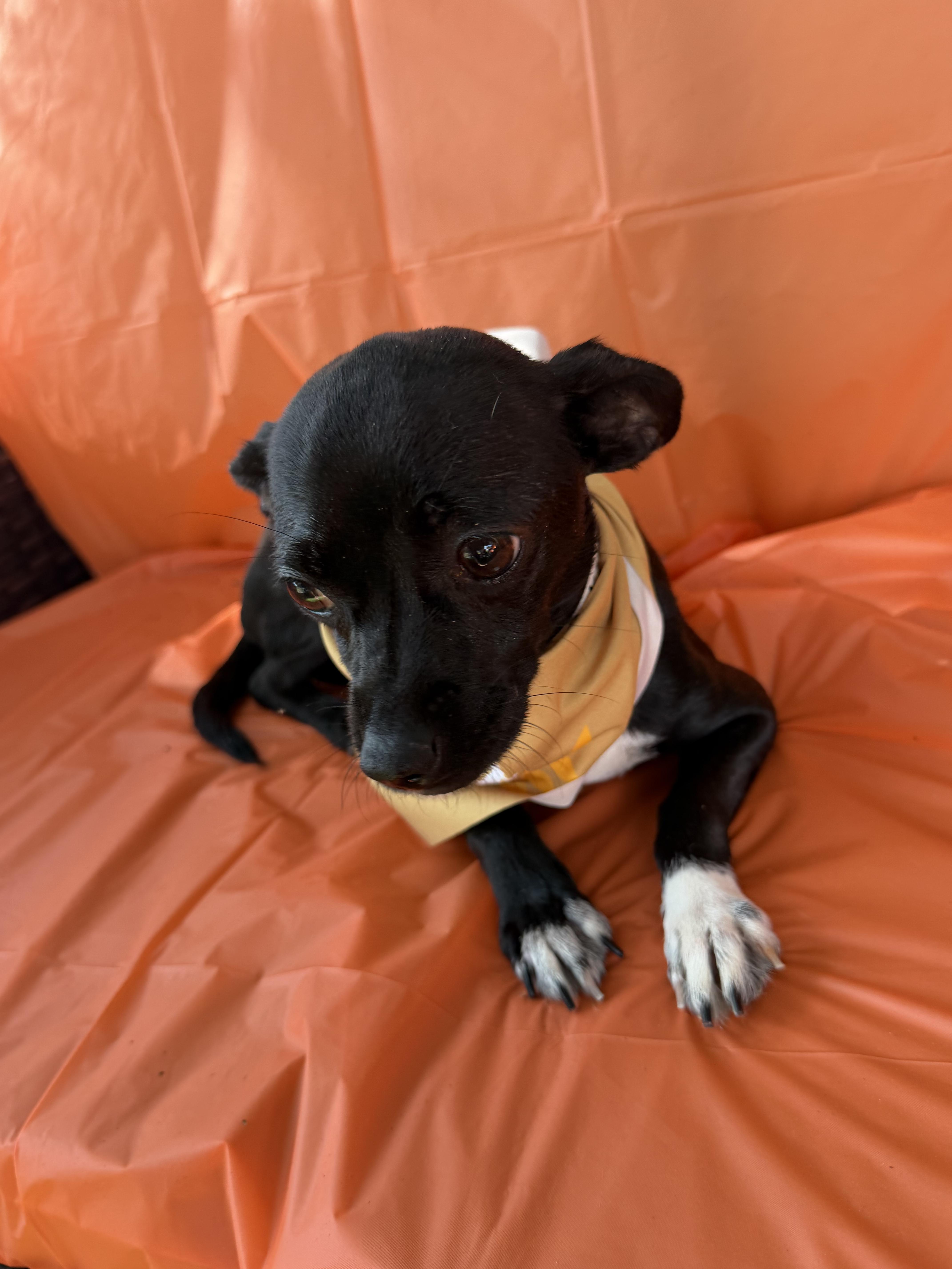 Enlarge Gabriella, a Adopted Chihuahua in Westerly, RI image 3/5