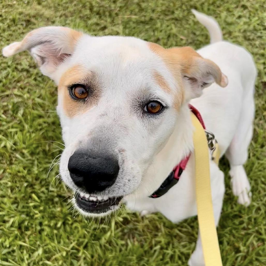 Vickie, Adoptable, Adult Female Mixed Breed & None.