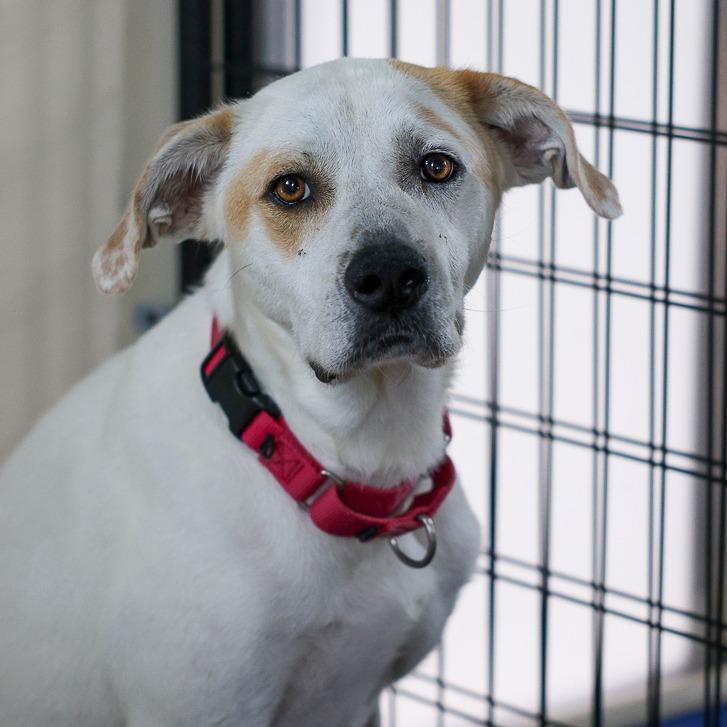 Vickie, a Adoptable Mixed Breed in Bradenton, FL image 2/5