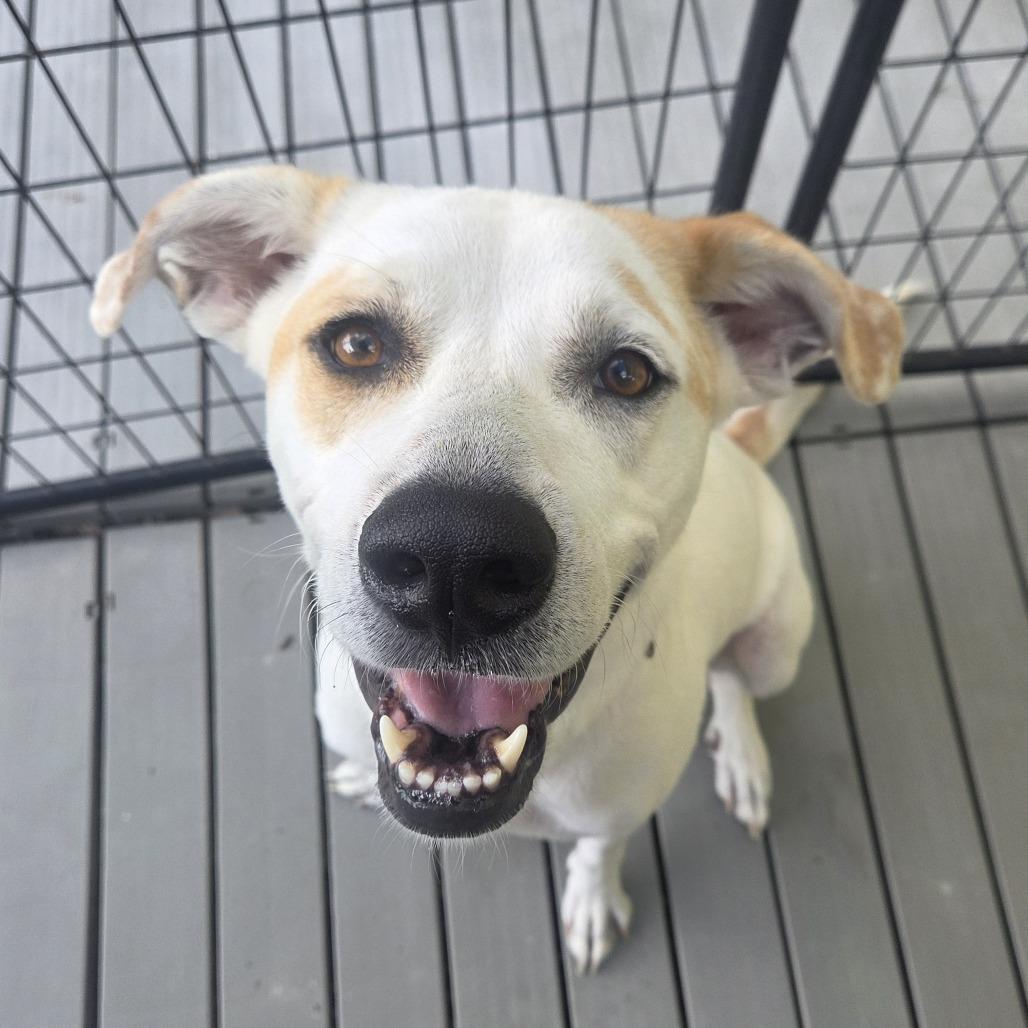 Vickie, Adoptable, Adult Female Mixed Breed & None.