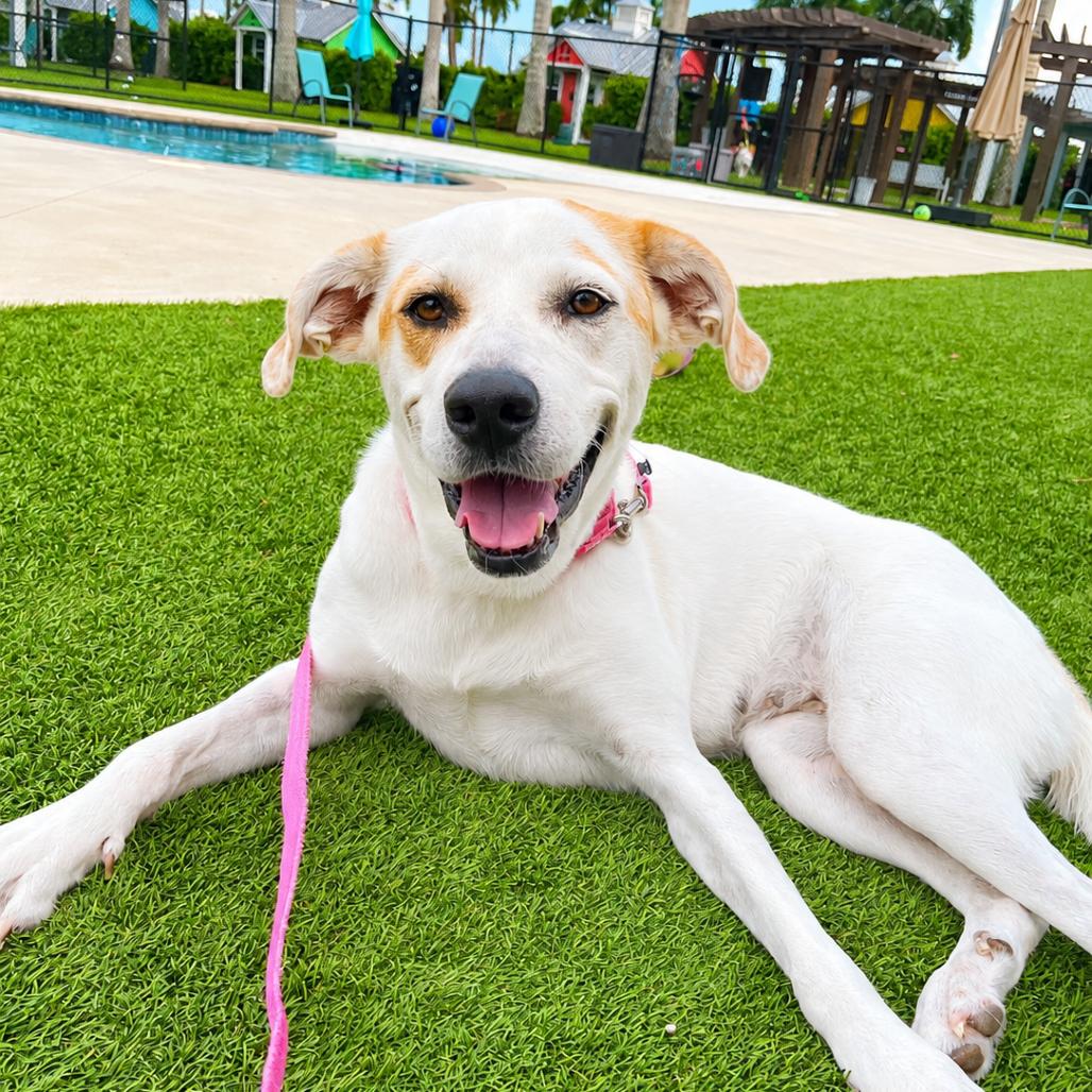 Enlarge Vickie, a Adoptable Mixed Breed in Bradenton, FL image 2/5