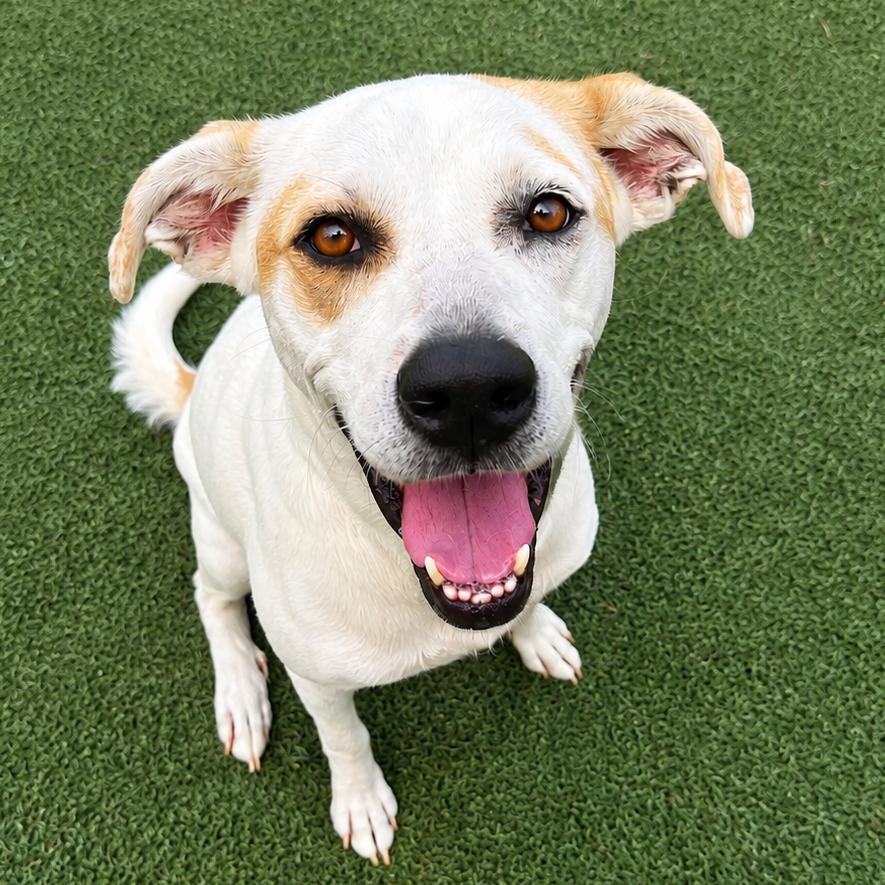 Enlarge Vickie, a Adoptable Mixed Breed in Bradenton, FL image 3/5