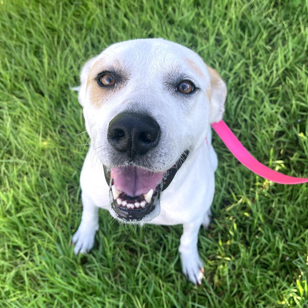 Vickie, a Adoptable Mixed Breed in Bradenton, FL image 4/5