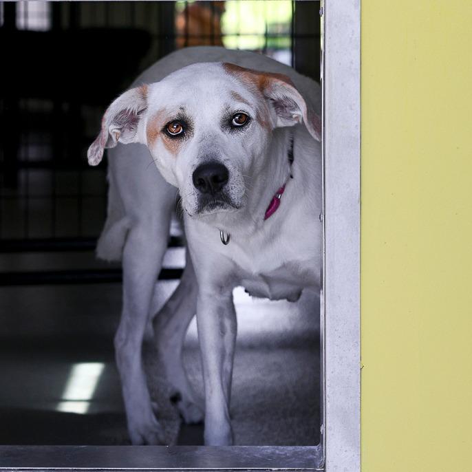 Vickie, a Adoptable Mixed Breed in Bradenton, FL image 5/5