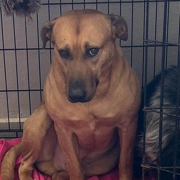 Enlarge Jeff, a Adoptable mixed breed in Hillsborough, NJ image 1/1