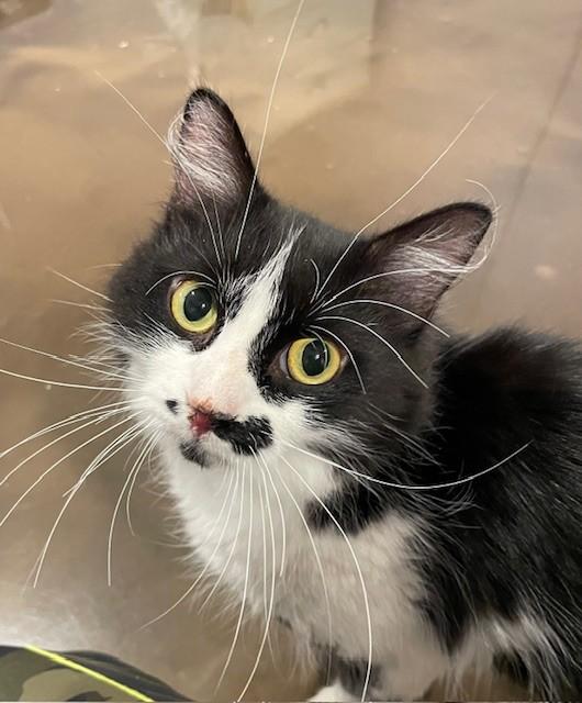 Enlarge Echo (LE), an adopted Domestic Long Hair in Little Falls, NJ image 1/3