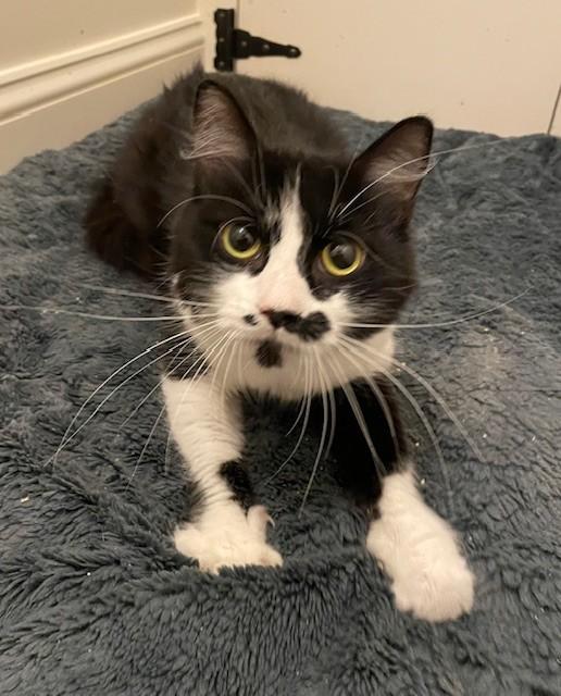 Enlarge Echo (LE), an adopted Domestic Long Hair in Little Falls, NJ image 3/3