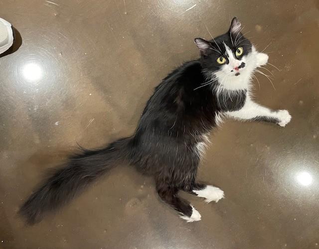 Enlarge Echo (LE), an adopted Domestic Long Hair in Little Falls, NJ image 2/3