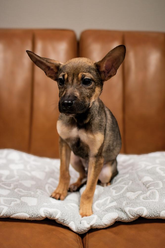 Fiyero, Adoptable, Young Female Shepherd & Pit Bull Terrier.