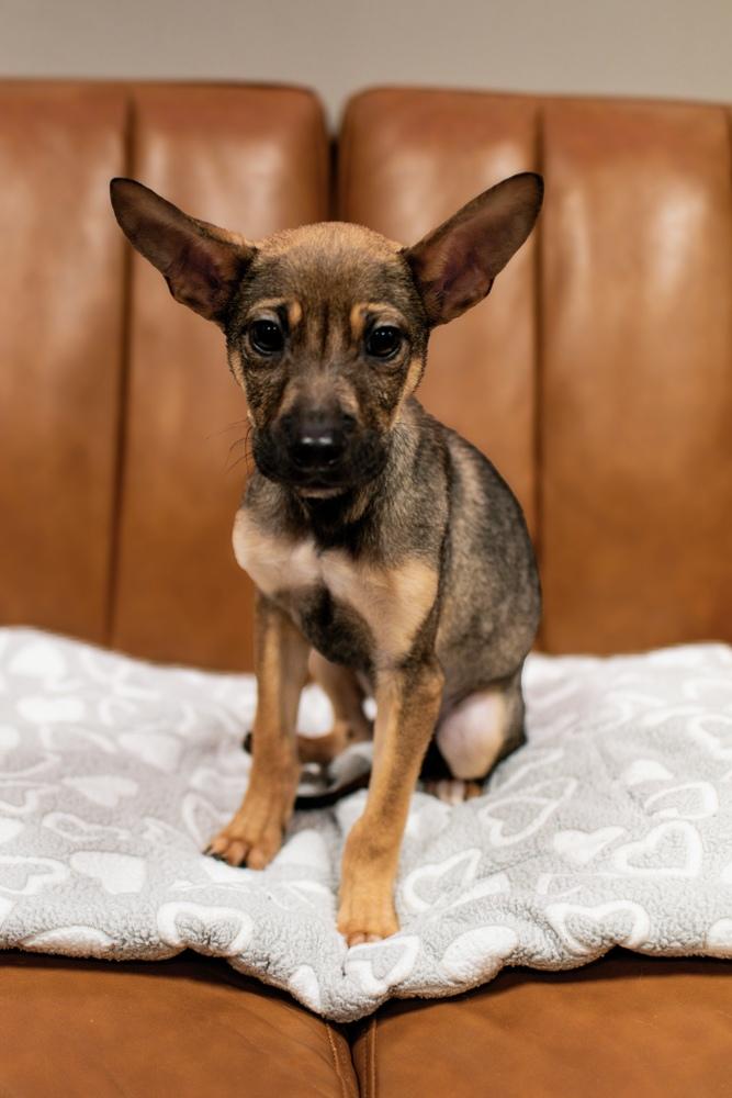 Enlarge Fiyero, a Adoptable mixed breed in Frankfort, NY image 2/3